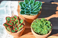 French Beaded Succulent